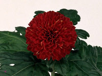 Chrysanth Single Kiev 80cm 85gr.