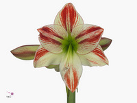 Hippeastrum Ambiance 85cm