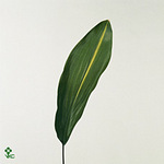 Aspidistra Elatior Noy 60cm