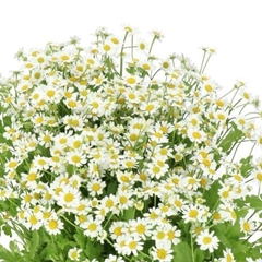Tanacetum Single Vegmo 60cm