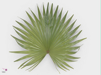 Livistona Rotundifolia 75cm