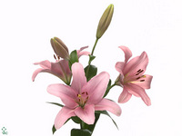 Lily La Brindisi 85cm 4+