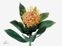 Leucospermum Veldfire 50cm