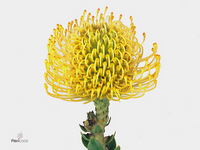 Leucospermum High Gold 40cm