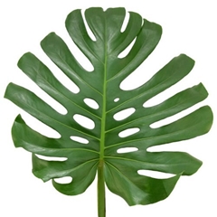 Monstera Leaf 50cm 23cm Hd