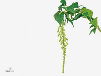 Amaranthus Caudatus Cycloop 75cm