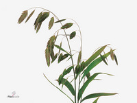 Chasmanthium Latifolium 60cm