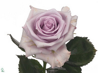 Rosa Ocean Song 50cm