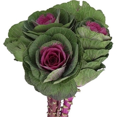 Brassica Red Crane 60cm