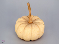 Cucurbita Pepo Baby Boo 14cm