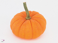 Cucurbita Pepo Jack Be Little 10cm
