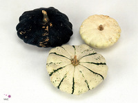 Cucurbita Pepo Patisson Mix 14cm