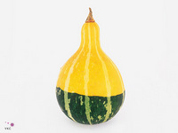 Cucurbita Pepo Pear Bicolor 5cm