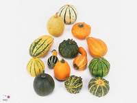Cucurbita Pepo Mix 9cm