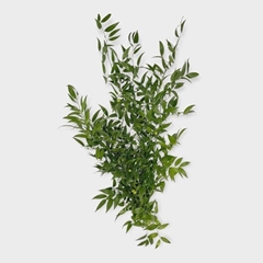 Ruscus Aculeatus Per Bunch 100cm