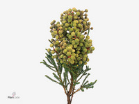Berzelia Abrotanoides 40cm