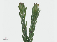 Leucadendron Safari Goldstrike 70cm