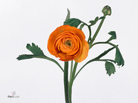 Ranunculus Elegance Orange 45cm 25gr.