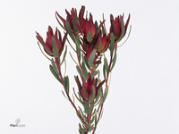 Leucadendron Salignum Blush 40cm