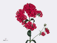 Dianthus Barb Neon Cher 52cm