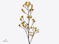 Anigozanthos Yellow Gem 60cm