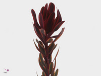 Leucadendron Jester 60cm