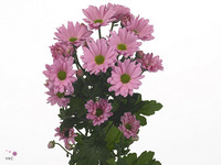 Chrysanth Spray Katinka 70cm 85gr.