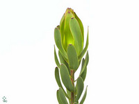 Leucadendron Laurel Yellow 70cm