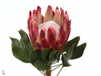 Protea Cynaroides Red Rex 40cm