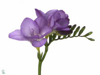 Freesia Single Delta River 50cm 20gr.