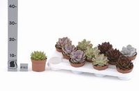 Echeveria 6Ø 6cm