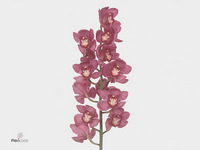 Cymbidium Red Dream 80cm