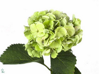 Hydrangea Verena Classic 60cm 18-20cm Hd