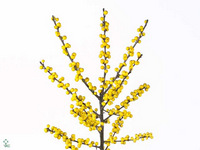 Ilex Verticillata Magical Citronella 60cm