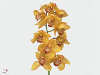 Cymbidium Esther 80cm