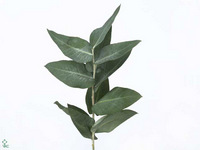 Eucalyptus Robusta Juveniel 55cm