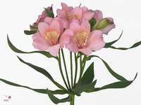 Alstroemeria Primadonna 80cm