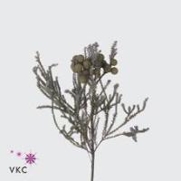 Berzelia Squarrosa 50cm