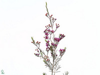 Chamelaucium Eden 60cm 35gr.