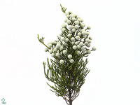 Brunia Noduliflora 50cm