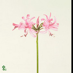 Nerine Favourite 70cm