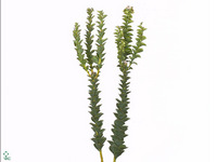 Paranomus Reflexus 40cm