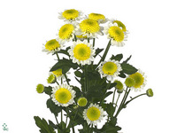 Chrysanth Santini Sun Up 55cm 48gr.