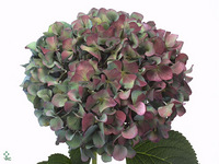 Hydrangea Pimpernel Classic 60cm 14-16cm Hd