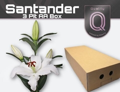 Lily Oriental Santander 85cm 3+