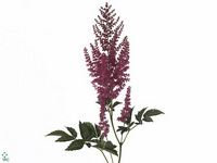 Astilbe Else Schluck 60cm