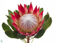 Protea Cynaroides Madiba 50cm