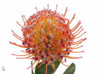Leucospermum Naomi 50cm