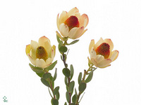 Leucadendron Discolor Pom-Pom 70cm