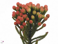Brunia Laevis Red 50cm